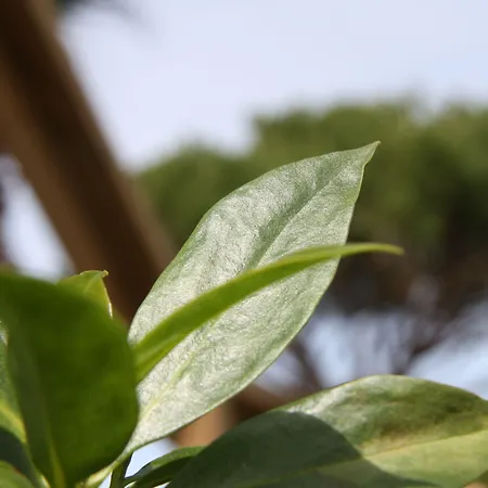 金塔佩德拉杜斯比克度假村 4* 阿尔布费拉