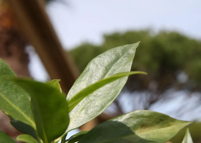 Quinta Pedra Dos Bicos 4* Albufeira